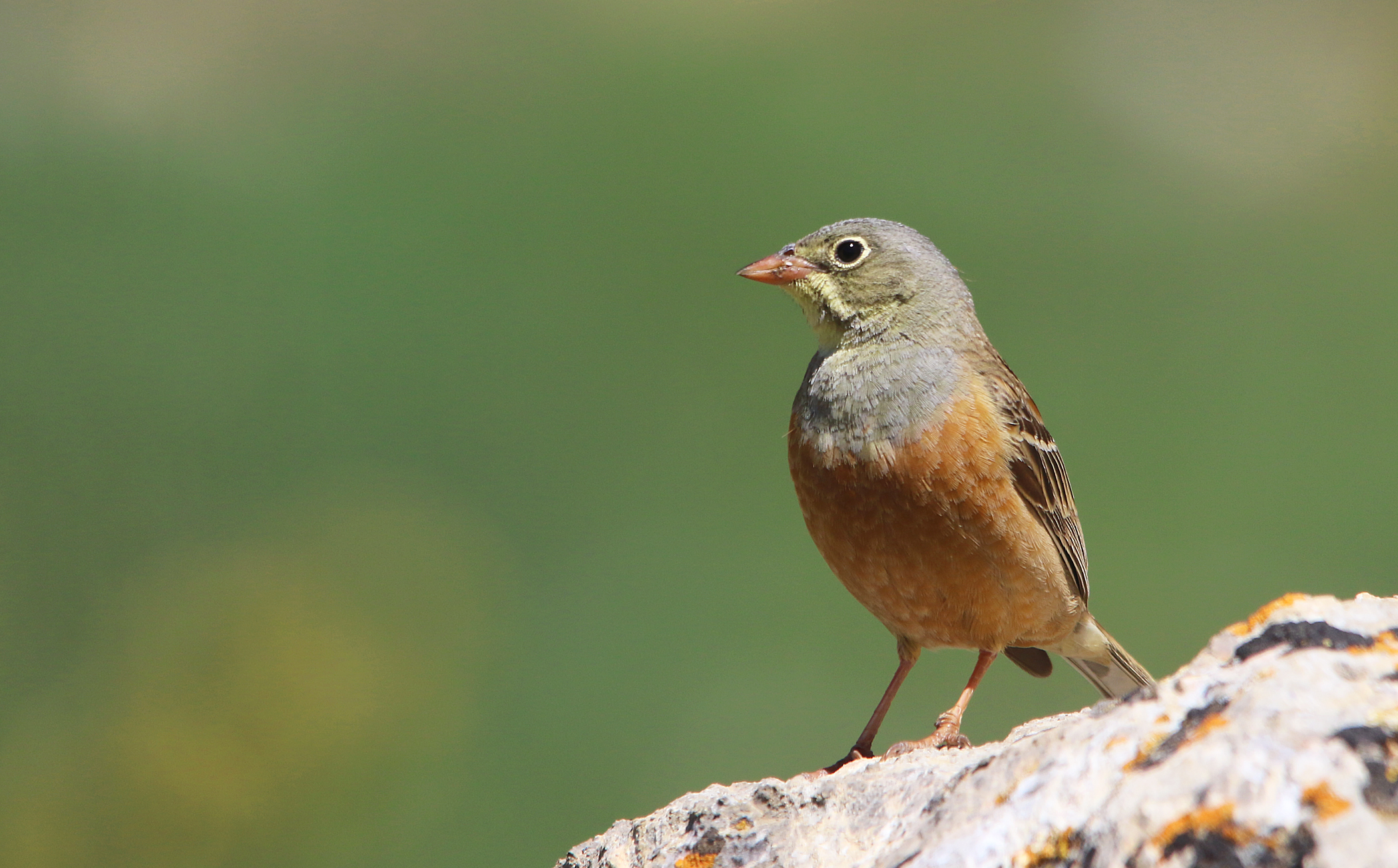Ortolan Bunting